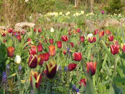 2022-05-02 Tulpen 1.jpg