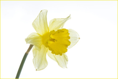 Narzisse-aus-Mutters-Garten.jpg