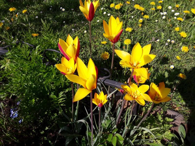GelbeTulpe.jpg