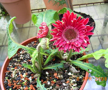gerbera.JPG