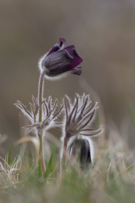 pulsatilla-pratensis-II.jpg