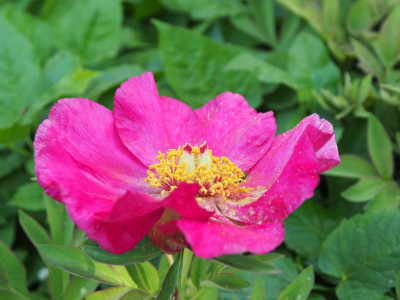 Paeonia officinalis P5030012.JPG