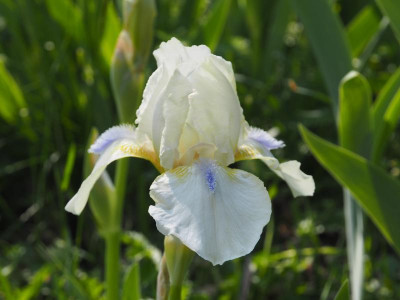 Iris IB 'Hi' P5030021.JPG