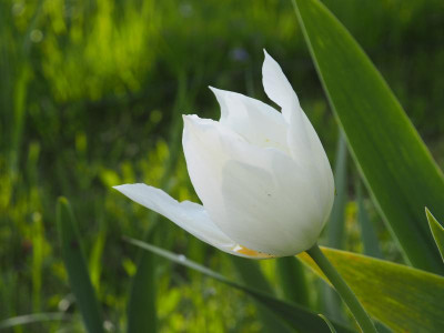 Tulipa Lilienblütig White Triumphator P5030023.JPG