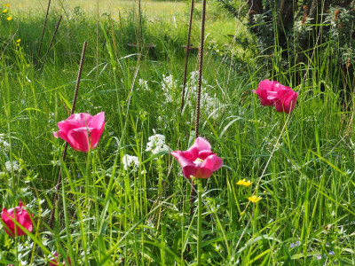 Tulipa Triumph Barcelona weiße Hasenglöckchen P5030032.JPG