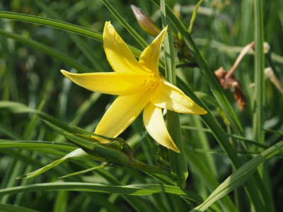 Hemerocallis minor P5030033.JPG