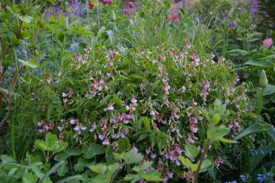 Lathyrus vernus roseum.001.JPG