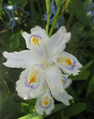 Iris confusa 040522.JPG