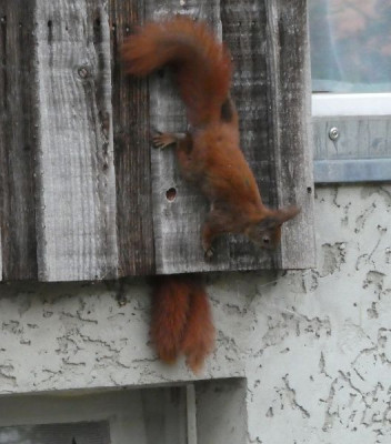 Eichhörnchen 220504 1.jpg