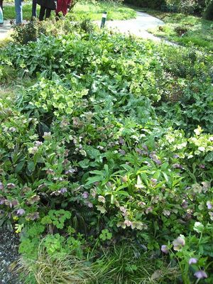 Helleborus_im_Hermannshof.jpg