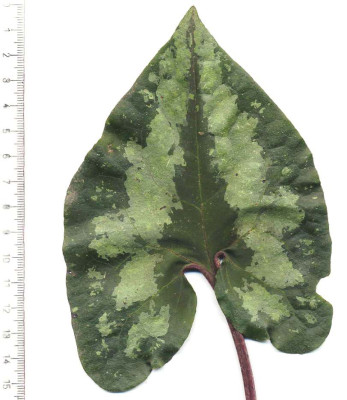 Asarum_splendens_1.jpg