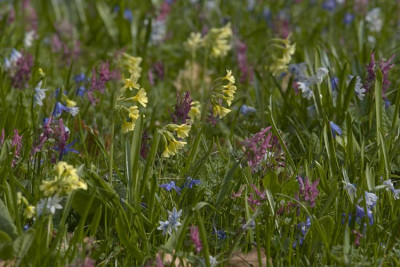 Kleine-Fruehlingsidylle-02.jpg
