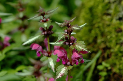 Lamium_1_06-04-2008.jpg