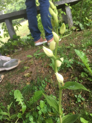 NoID_Orchid.JPG