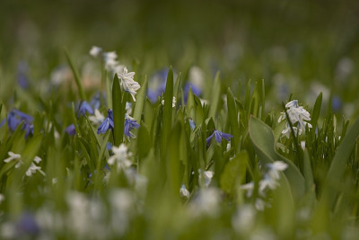 Kleine-Fruehlingsidylle-03.jpg