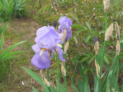 Erste Iris pallida.JPG