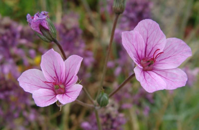 Erodium Prespa20.jpg