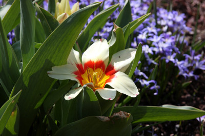 St_Tulipa38.jpg