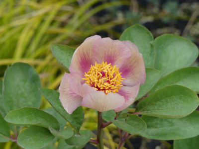 2022-05-04 Paeonia mlokosewitschii 1.jpg
