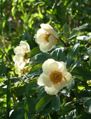 2022-05-05 Paeonia mlokosewitschii 2.jpg