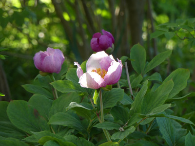 2022-05-05 Paeonia 2.jpg