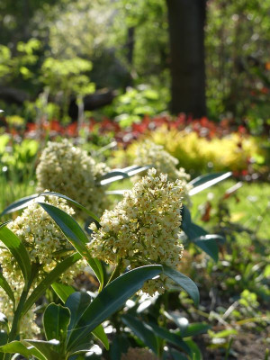 2022-05-05 Skimmia confusa 'Kew Green'.jpg