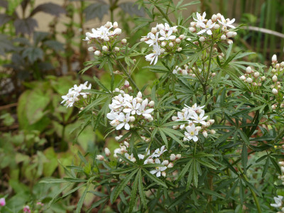 2022-05-04 Choysia ternata 'White Dazzler' 1.jpg