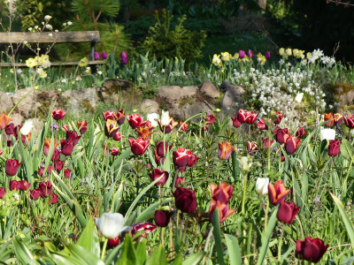 2022-05-05 Tulpen 1.jpg