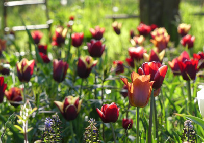 2022-05-05 Gartenimpressionen 1.jpg