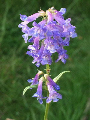 2022-05-05 Penstemon.jpg