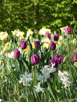 2022-05-05 Tulpen 2.jpg