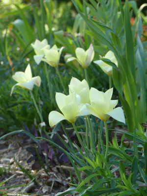 2022-05-05 Tulpen 'Honky Tonk' 1.jpg