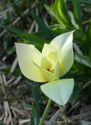 2022-05-05 Tulpen 'Honky Tonk' 2.jpg