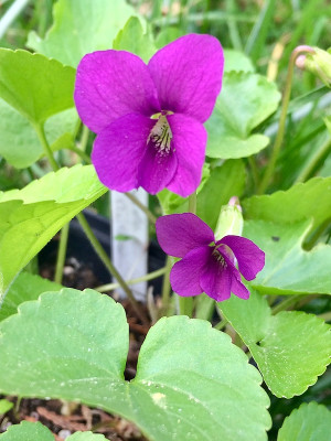 2022-05-05 Viola ... rubrum.jpg