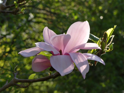 2022-05-05 Magnolia 'Blushing Belle'.jpg