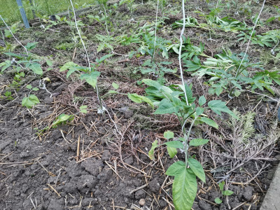 Tomaten 20220505.jpeg