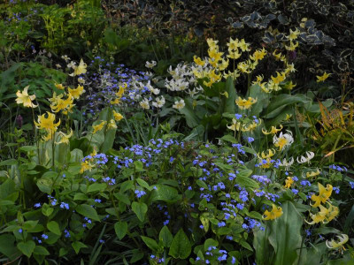 2022-05-02 Westen Erythronium (1).JPG