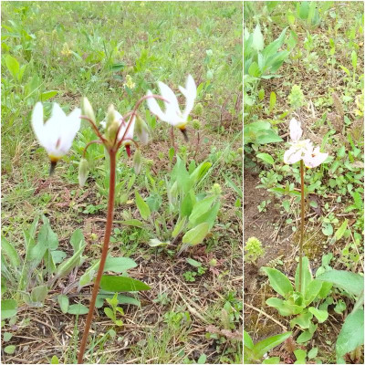 Dodecatheon.jpg