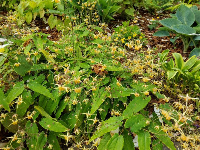 Epimedium Scholz 1.jpg