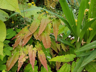 Epimedium Scholz 1 Laub.jpg