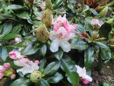 rhodoblueten2.JPG