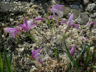 A6192_Smalla.JPG