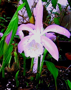 P.pogonoides_-hell.JPG