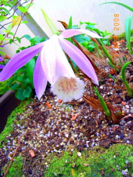 p.pogenoides1.JPG
