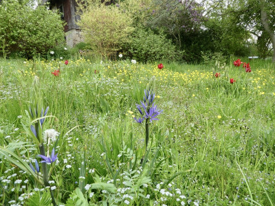 camassia1.jpg