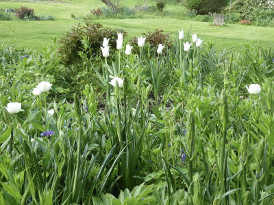 camassia2.jpg