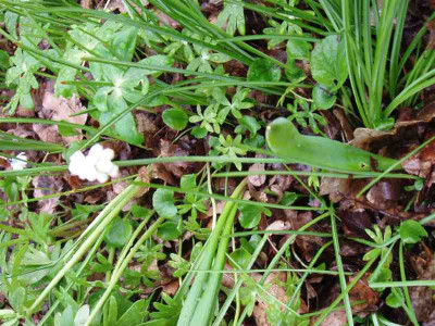 Muscari_Albino_ue3.jpg