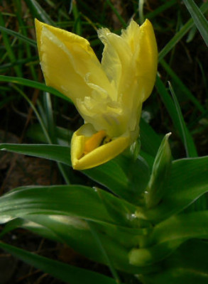 Iris_bucharica_08_04_06.jpg