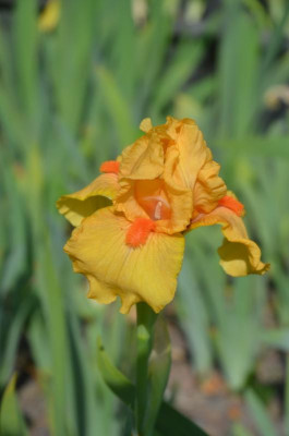 D7535.JPG