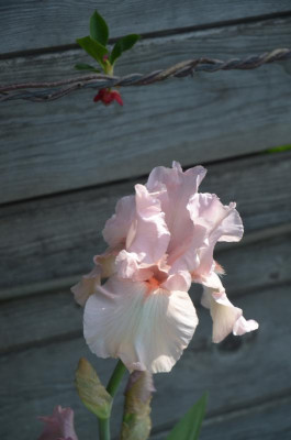 D7538.JPG